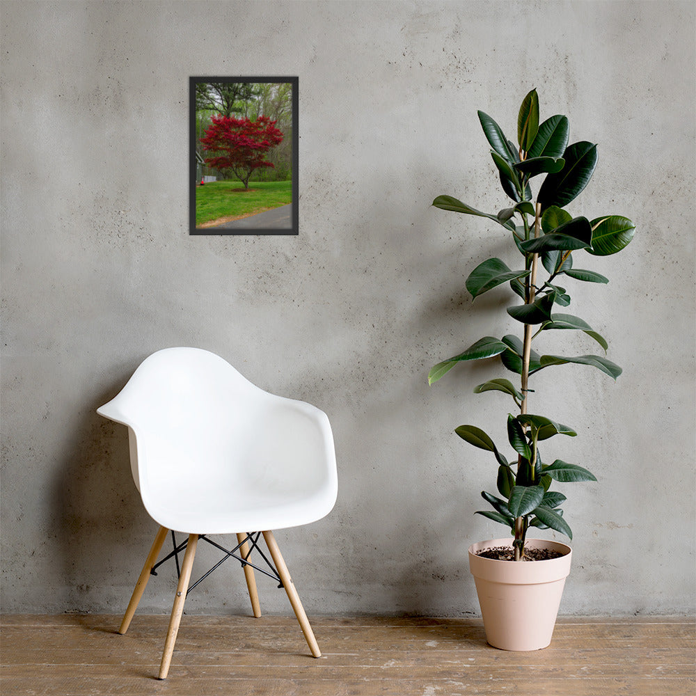 Framed Image of Red Tree