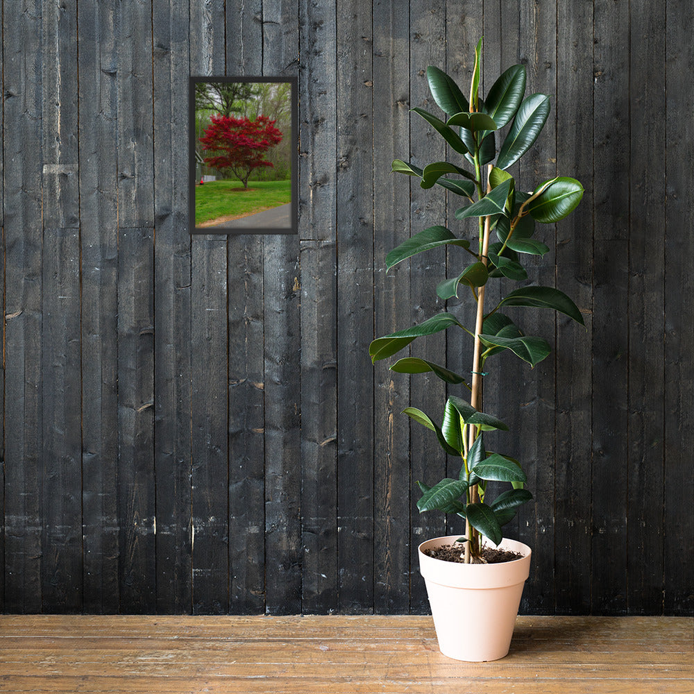 Framed Red Tree Poster