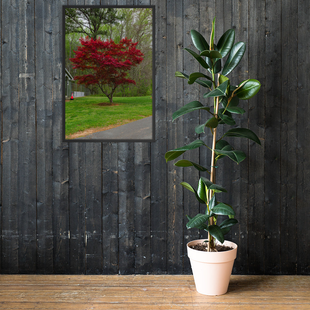 Framed Red Tree Poster