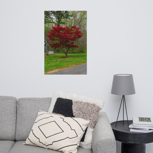 Frameless Red Tree Poster